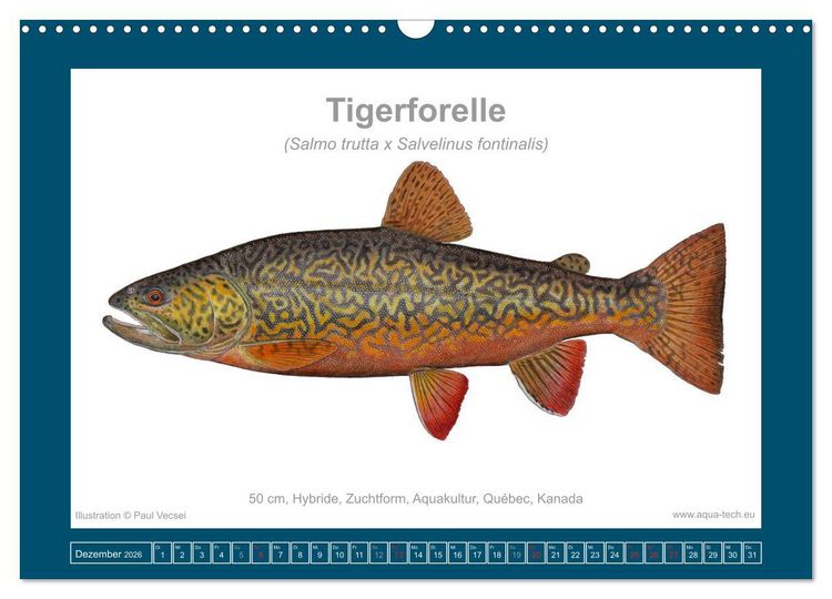 Produktbild: Fisch als Kunst 2026: Amerikanische Saiblinge (Wandkalender 2026 DIN A3 quer), CALVENDO Monatskalender