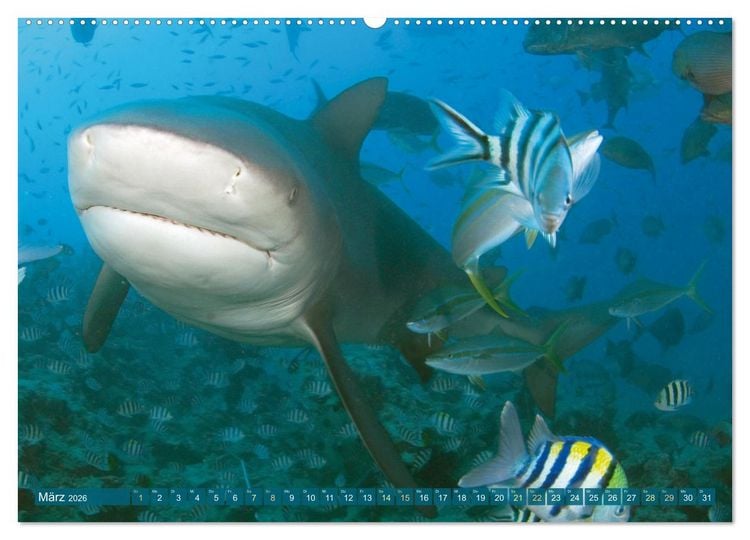 Produktbild: Hai: Raubtier der Meere (Wandkalender 2026 DIN A2 quer), CALVENDO Monatskalender