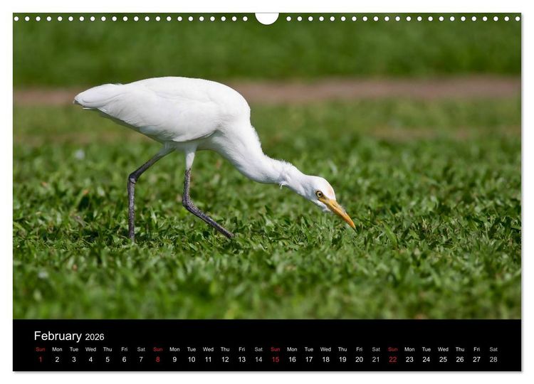Produktbild: World of Heron (Wall Calendar 2026 DIN A3 landscape), CALVENDO 12 Month Wall Calendar