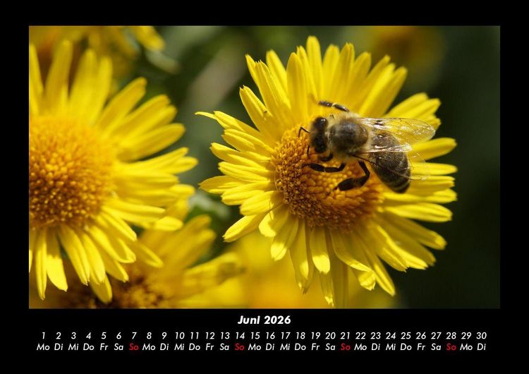 Produktbild: Bien 2026 Fotokalender DIN A3