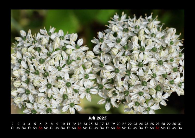 Produktbild: Blumenkalender 2025 Fotokalender DIN A3