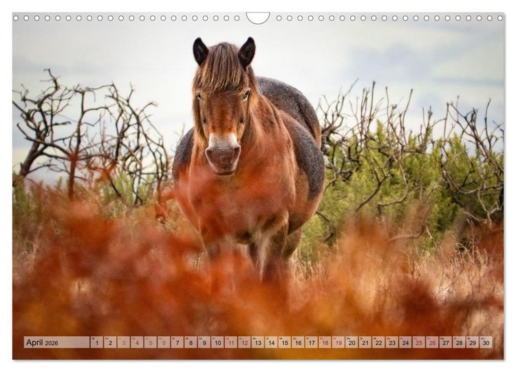 Produktbild: Wildperde - die Magie der Natur (Wandkalender 2026 DIN A3 quer), CALVENDO Monatskalender