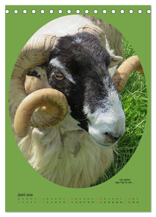 Produktbild: Scharfe Portraits (Tischkalender 2026 DIN A5 hoch), CALVENDO Monatskalender