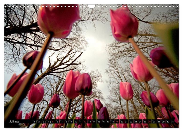 Produktbild: Tulpen (Wandkalender 2026 DIN A3 quer), CALVENDO Monatskalender