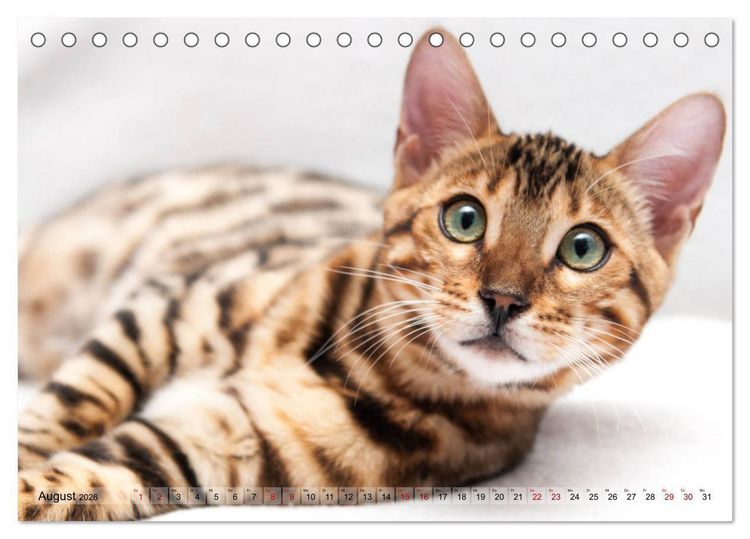 Produktbild: Liebe auf den ersten Katzenblick (Tischkalender 2026 DIN A5 quer), CALVENDO Monatskalender