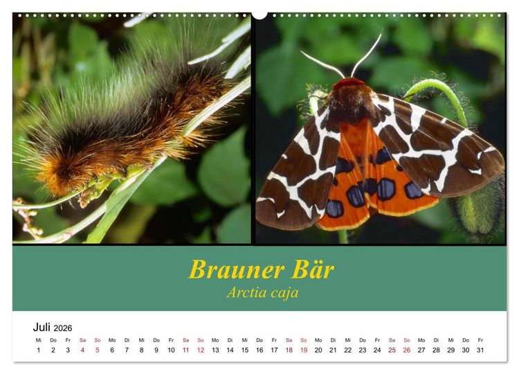 Produktbild: Zwei Leben, Raupe und Schmetterling (Wandkalender 2026 DIN A2 quer), CALVENDO Monatskalender