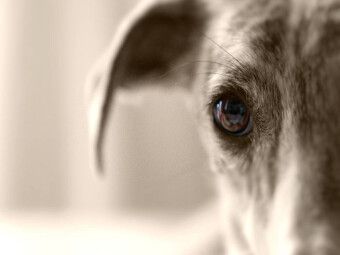 Produktbild: CALVENDO Puzzle Ein Motiv aus dem Kalender Galgo eye-catcher | 1000 Teile Lege-Gr&ouml;&szlig;e 64x48cm Foto-Puzzle f&uuml;r gl&uuml;ckliche Stunden
