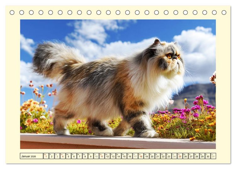 Produktbild: Perserkatzen. Zauberhaft, sanft, anh&auml;nglich und wundersch&ouml;n (Tischkalender 2026 DIN A5 quer), CALVENDO Monatskalender