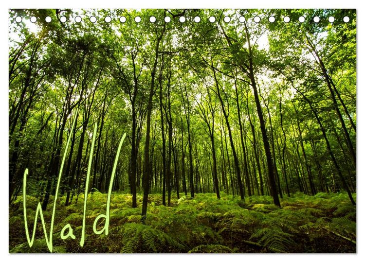 Produktbild: Wald (Tischkalender 2026 DIN A5 quer), CALVENDO Monatskalender