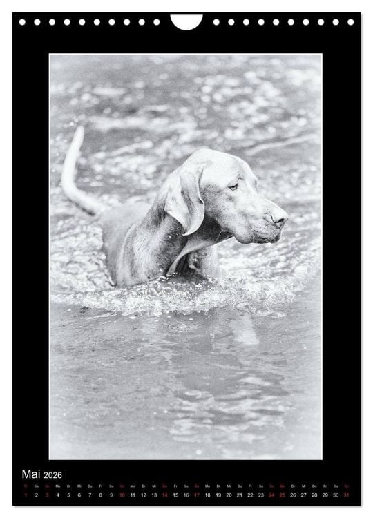 Produktbild: Vizsla-Liebe (Wandkalender 2026 DIN A4 hoch), CALVENDO Monatskalender