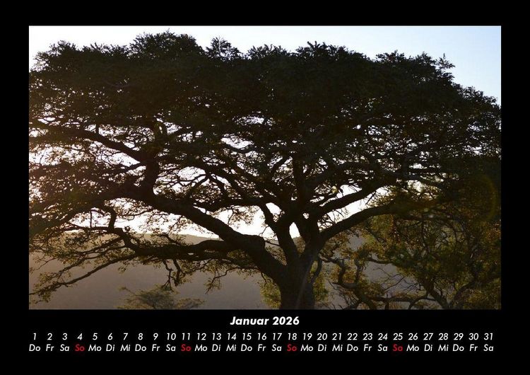 Produktbild: B&auml;ume 2026 Fotokalender DIN A3