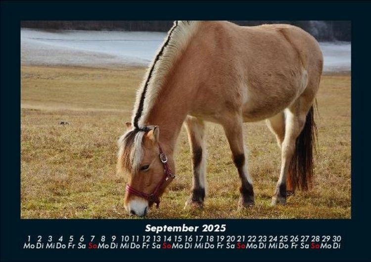 Produktbild: Pferde Kalender 2025 Fotokalender DIN A5