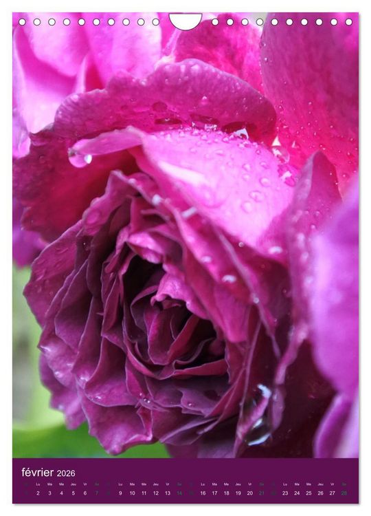 Produktbild: Senteurs florales (Calendrier mural 2026 DIN A4 horizontal), CALVENDO calendrier mensuel