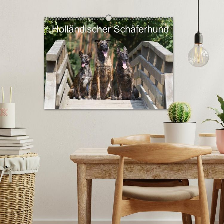Produktbild: Holl&auml;ndischer Sch&auml;ferhund (Wandkalender 2026 DIN A3 quer), CALVENDO Monatskalender