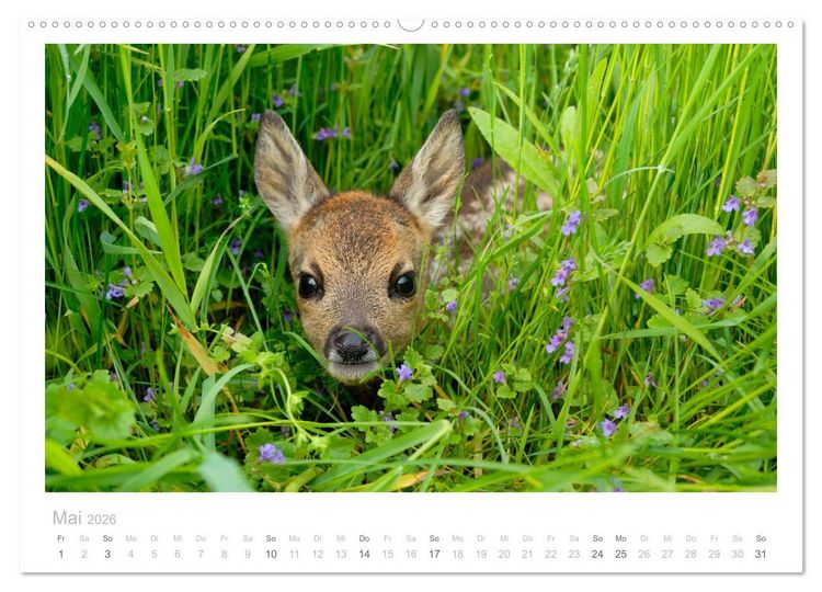 Produktbild: Rehwild 2026 (hochwertiger Premium Wandkalender 2026 DIN A2 quer), Kunstdruck in Hochglanz