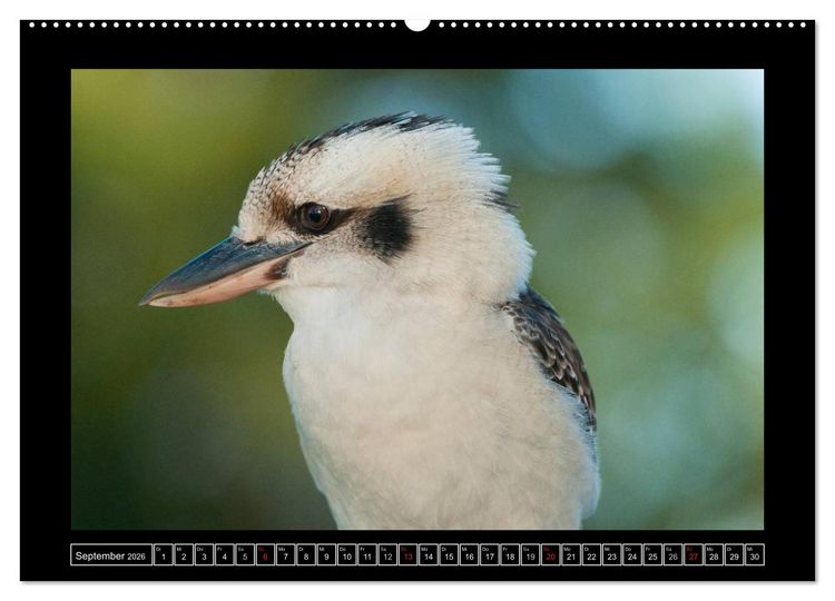 Produktbild: V&ouml;gel von "Down Under" Australien (hochwertiger Premium Wandkalender 2026 DIN A2 quer), Kunstdruck in Hochglanz