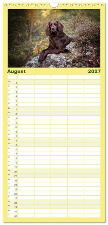 Produktbild: Familienplaner 2027 - Passion Jagdhund - Deutsch Langhaar mit 5 Spalten (Wandkalender, 21 x 45 cm) CALVENDO