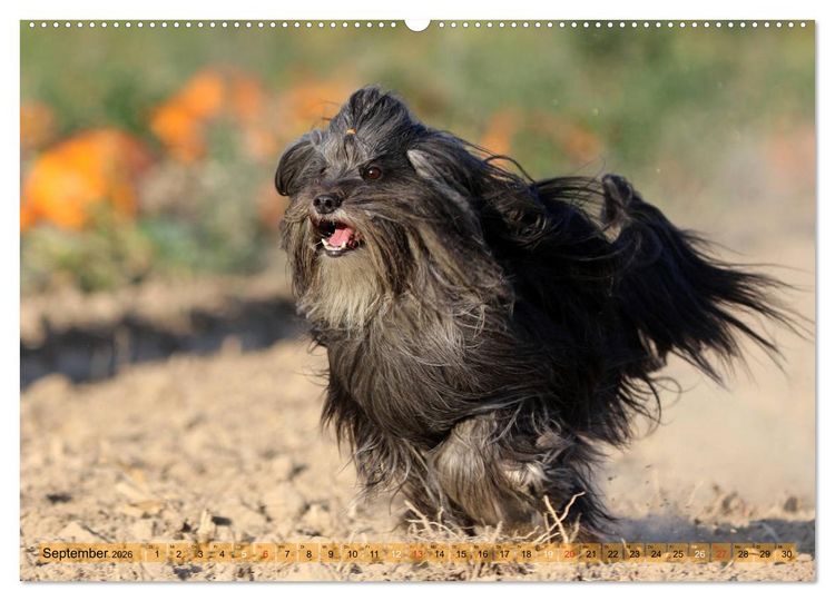 Produktbild: Tibet Terrier Theo (hochwertiger Premium Wandkalender 2026 DIN A2 quer), Kunstdruck in Hochglanz