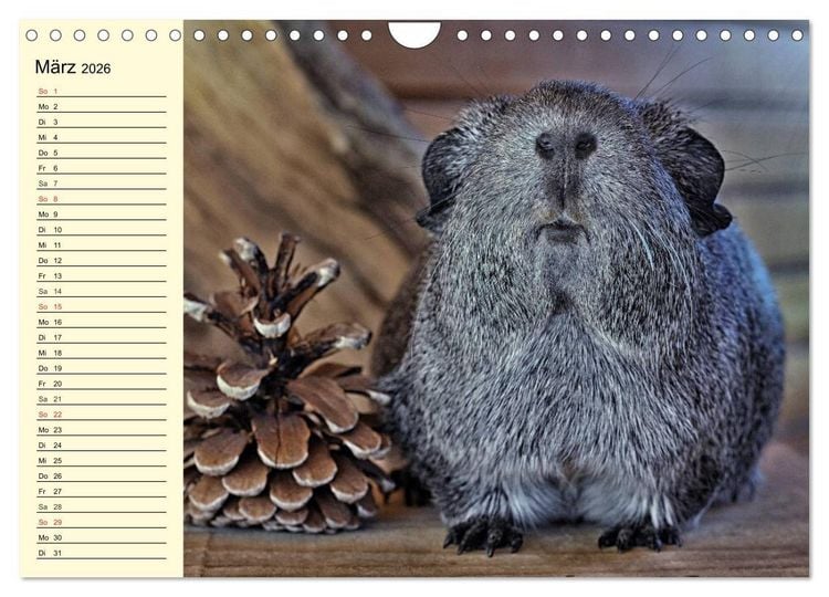Produktbild: Meerschweinchen. Geliebte Nager (Wandkalender 2026 DIN A4 quer), CALVENDO Monatskalender