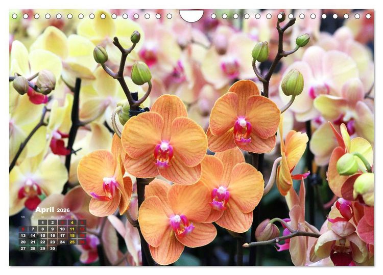 Produktbild: Pr&auml;chtige Orchideen (Wandkalender 2026 DIN A4 quer), CALVENDO Monatskalender