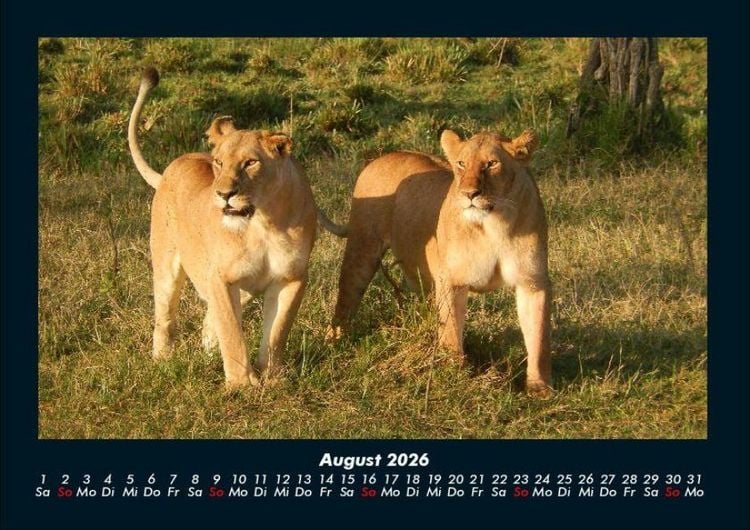 Produktbild: L&ouml;wen in der Wildnis 2026 Fotokalender DIN A4