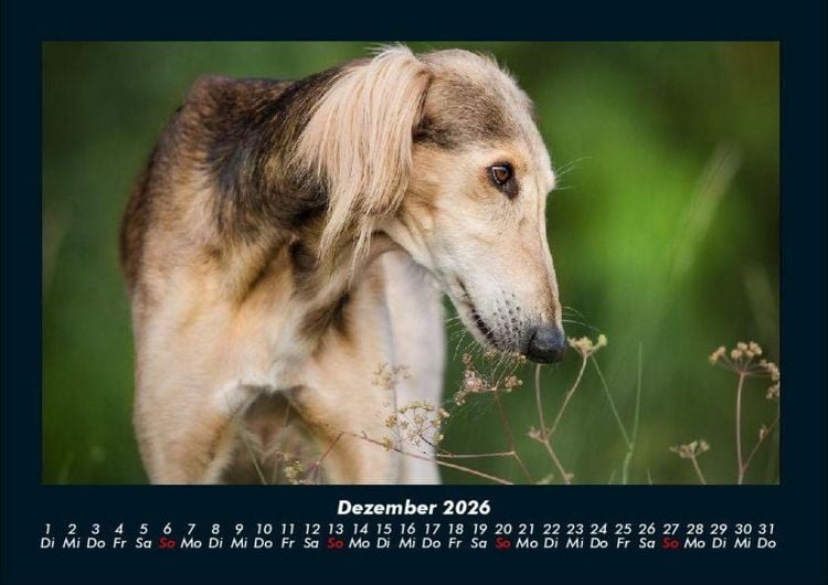 Produktbild: Hunde 2026 Fotokalender DIN A4