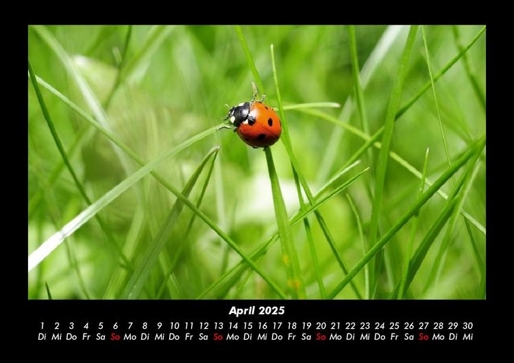 Produktbild: Natur 2025 Fotokalender DIN A3
