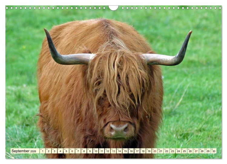 Produktbild: Die anmutigste Rinderrasse - Das schottische Hochlandrind (Wandkalender 2026 DIN A3 quer), CALVENDO Monatskalender