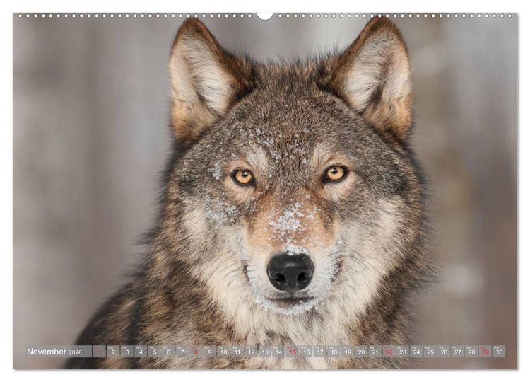 Produktbild: Wolves &bull; Faces of social hunters (High Quality Premium Wall Calendar 2026 DIN A2 landscape),CALVENDO 12 Month Wall Calendar
