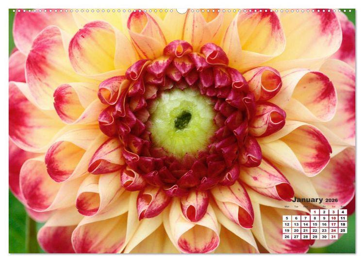 Produktbild: Magical Dahlias (High Quality Premium Wall Calendar 2026 DIN A2 landscape),CALVENDO 12 Month Wall Calendar