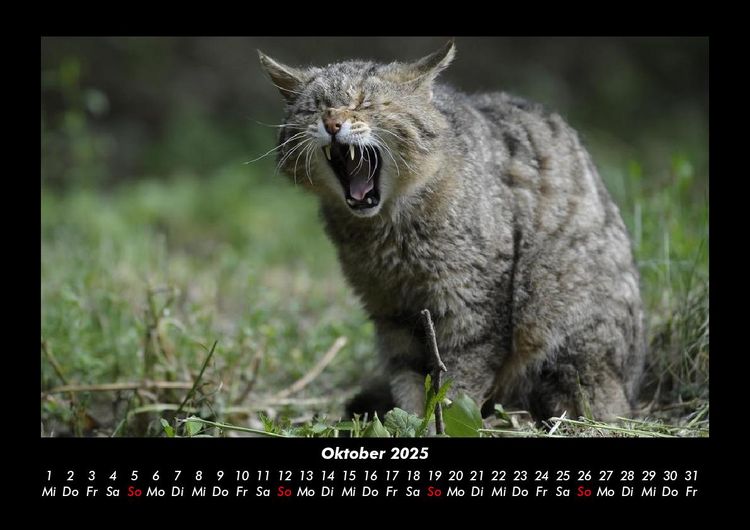 Produktbild: F&uuml;r Katzenfreunde 2025 Fotokalender DIN A3