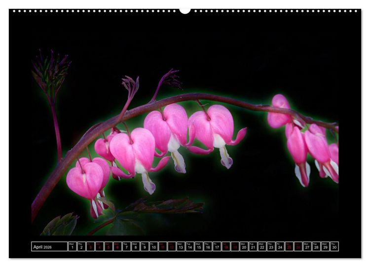 Produktbild: Mysterious plant portraits (Wall Calendar 2026 DIN A2 landscape), CALVENDO 12 Month Wall Calendar