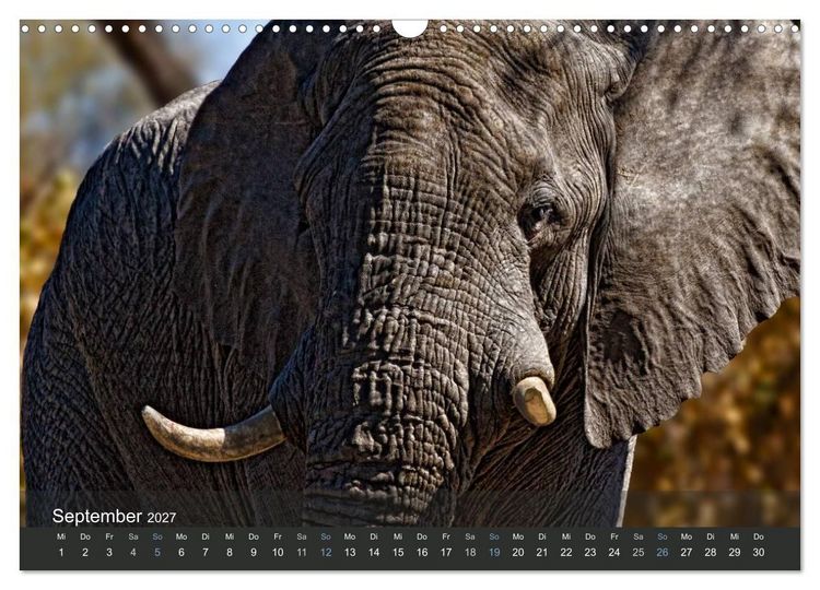 Produktbild: Elefanten (Wandkalender 2027 DIN A3 quer), CALVENDO Monatskalender