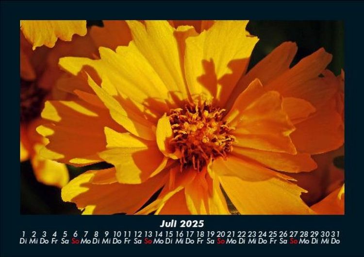 Produktbild: Blumentr&auml;ume 2025 Fotokalender DIN A5
