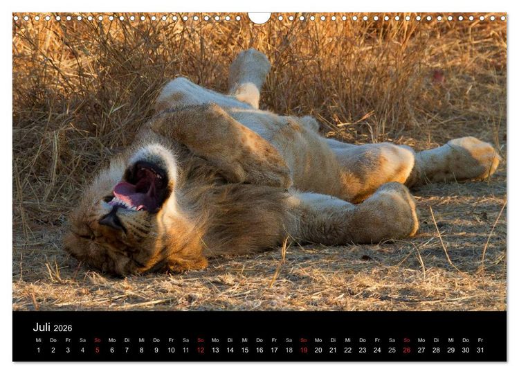 Produktbild: Afrikas Raubkatzen (Wandkalender 2026 DIN A3 quer), CALVENDO Monatskalender