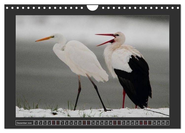 Produktbild: Winterzauber - Tiere in Eis und Schnee (Wandkalender 2026 DIN A4 quer), CALVENDO Monatskalender