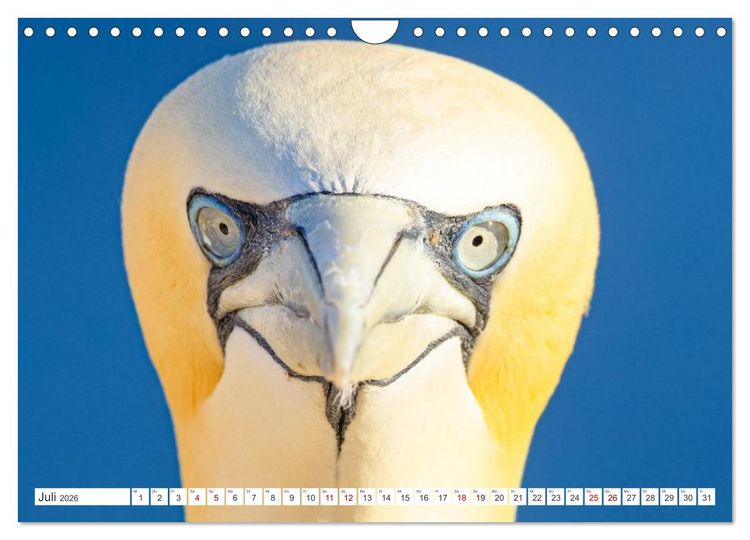 Produktbild: Basst&ouml;lpel - Helgolands faszinierende V&ouml;gel (Wandkalender 2026 DIN A4 quer), CALVENDO Monatskalender