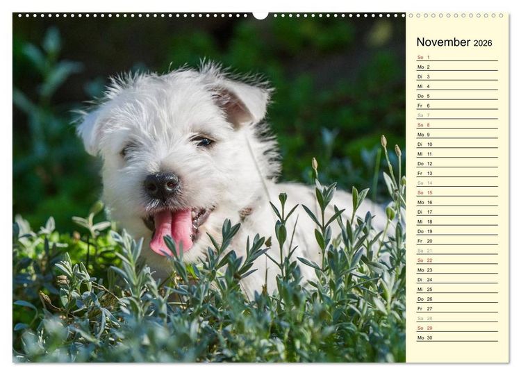 Produktbild: Kobold auf 4 Pfoten - West Highland White Terrier (hochwertiger Premium Wandkalender 2026 DIN A2 quer), Kunstdruck in Hochglanz