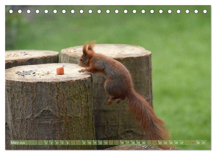 Produktbild: Neuer Spa&szlig; mit Eichh&ouml;rnchen-Kindern (Tischkalender 2026 DIN A5 quer), CALVENDO Monatskalender