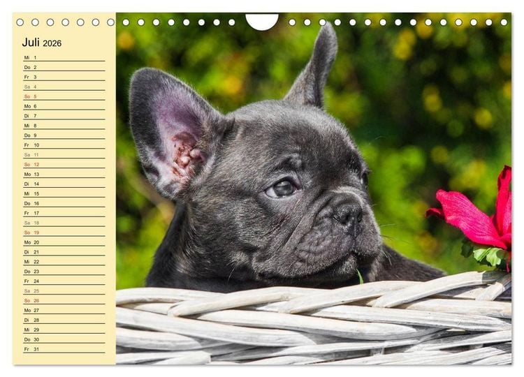 Französische Bulldogge Kalender 2026 - Süße Frenchie-Motive Im A3 Format
