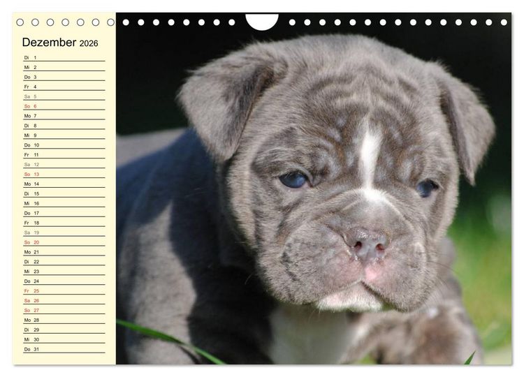 Produktbild: Bulldoggen-Moppelchen (Wandkalender 2026 DIN A4 quer), CALVENDO Monatskalender