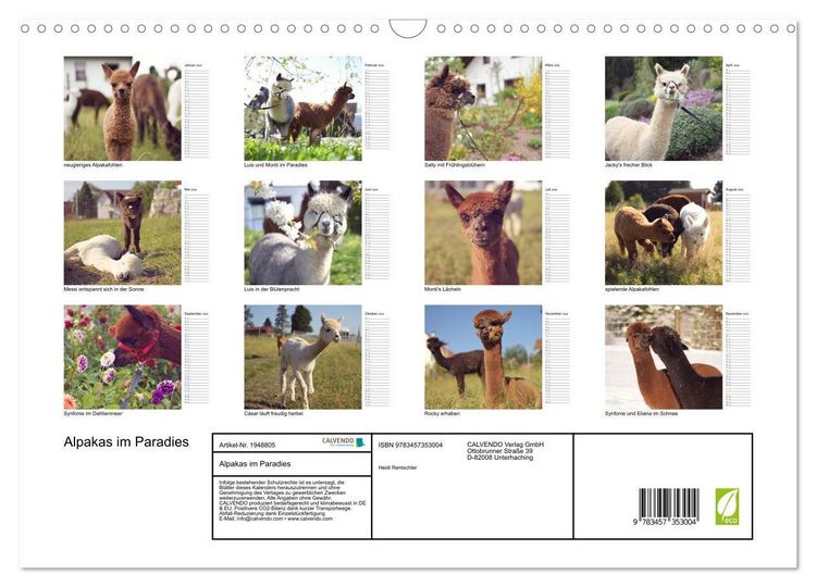 Produktbild: Alpakas im Paradies (Wandkalender 2026 DIN A3 quer), CALVENDO Monatskalender
