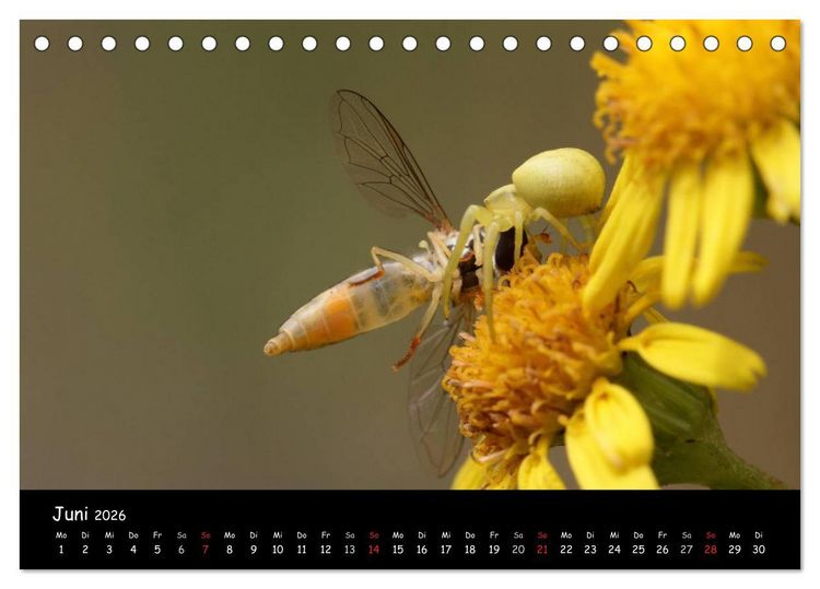 Produktbild: Heimische Spinnen (Tischkalender 2026 DIN A5 quer), CALVENDO Monatskalender