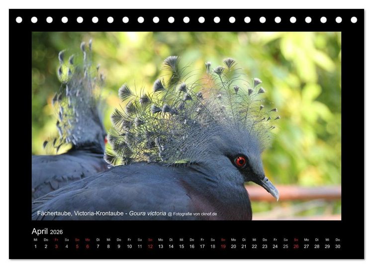 Produktbild: Wildtiere (Tischkalender 2026 DIN A5 quer), CALVENDO Monatskalender
