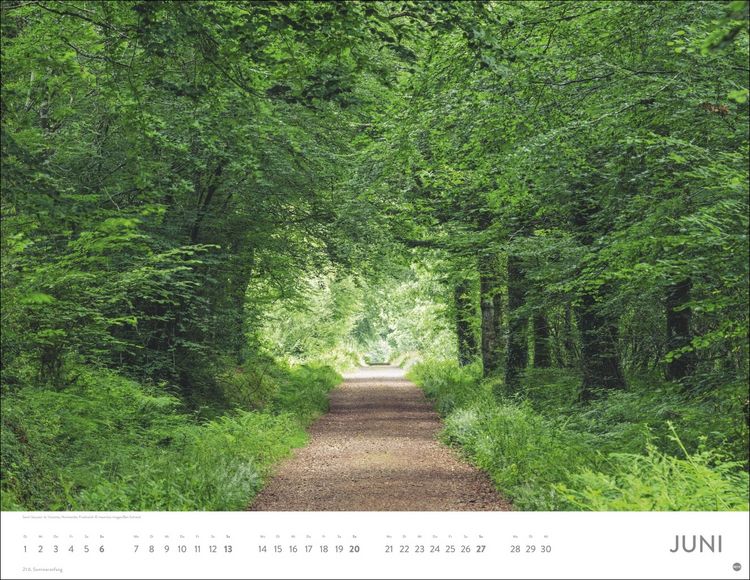 Produktbild: Sch&ouml;nheit des Waldes Posterkalender 2027