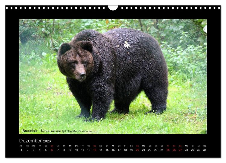 Produktbild: Wildtiere (Wandkalender 2026 DIN A3 quer), CALVENDO Monatskalender