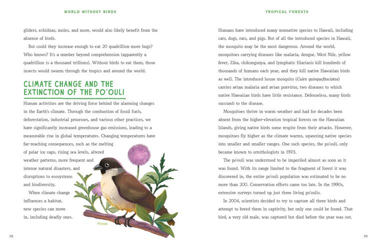 Produktbild: World Without Birds
