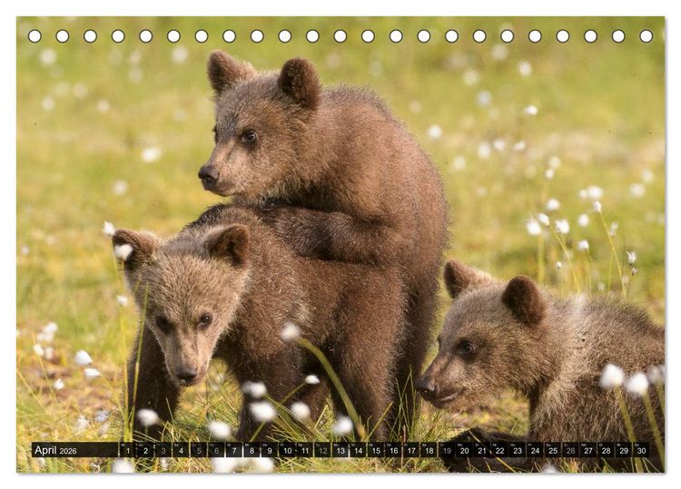 Produktbild: Braunb&auml;ren in Europa (Tischkalender 2026 DIN A5 quer), CALVENDO Monatskalender