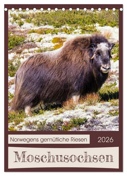 Produktbild: Moschusochsen - Norwegens gem&uuml;tliche Riesen (Tischkalender 2026 DIN A5 hoch), CALVENDO Monatskalender