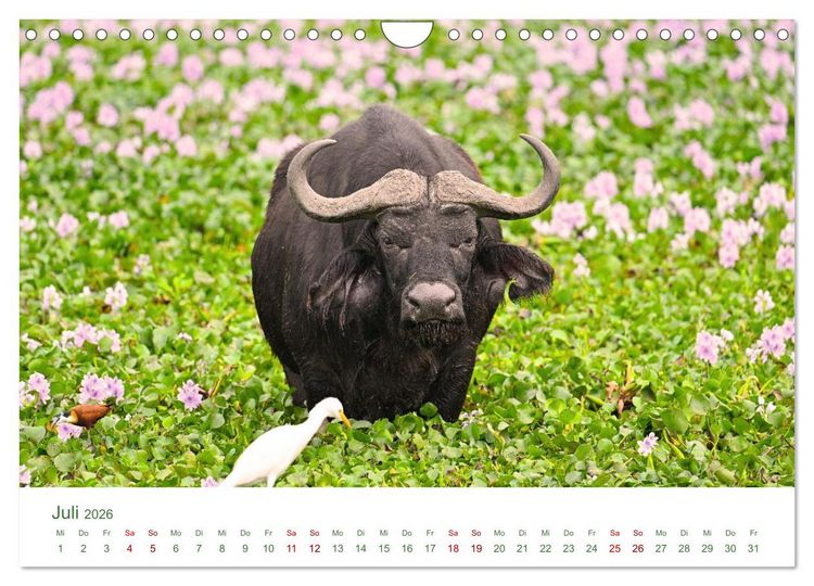 Produktbild: Tierwelten UGANDA (Wandkalender 2026 DIN A4 quer), CALVENDO Monatskalender